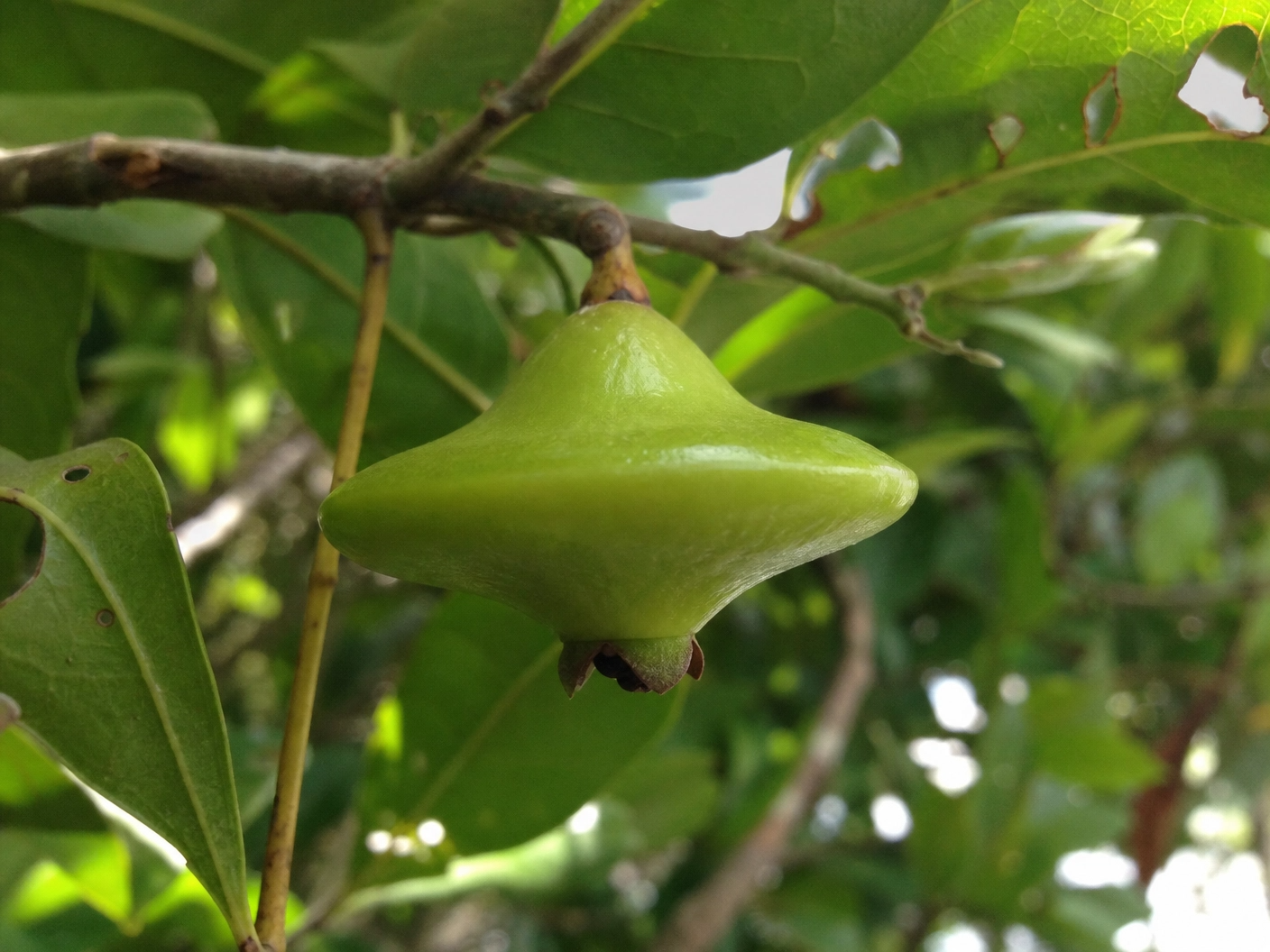 Cambuci: O Fruto Resiliente da Mata Atlântica na Culinária Brasileira